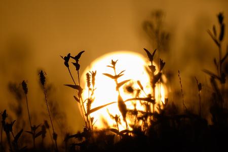 Der Höhepunkt der Hitzewelle wird erwartet.