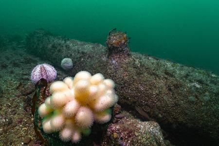 Sie liegen zwischen Hauptinsel und Düne.