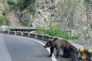 Ein etwa fünf Jahre alter Jungbär auf der Bergstraße Transfagarasan in den rumänischen Karpaten knurrt Autofahrer an.