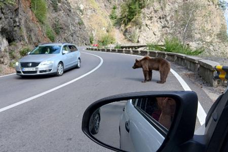 Das Nackenfell des Bären ist gesträubt. Er hat diesmal von den Menschen nichts zu Fressen bekommen.
