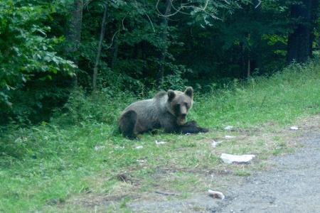 Ein Bär wartet an einer Parkbucht.