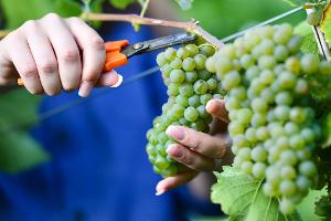 Federweißer gilt als Vorbote eines neuen Weinjahrgangs.  (Archivfoto)