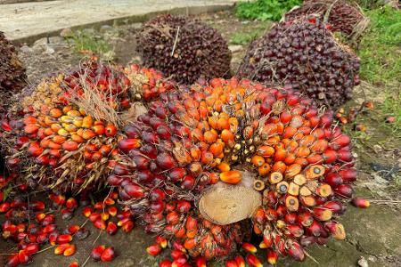 Eine der größten Bedrohungen für Orang-Utans sind Palmöl-Plantagen, die ihnen den Lebensraum nehmen. (Archivbild)