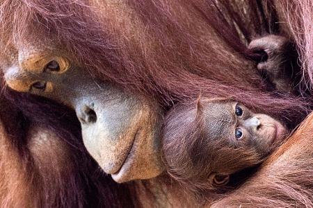 Orang-Utans sind faszinierend und einzigartig - und leben nur auf den Inseln Sumatra und Borneo. (Archivbild)