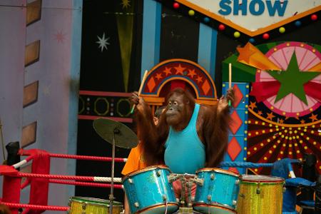 Am 19. August ist Welt-Orang-Utan-Tag. 