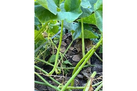 Wie das Tier in den Garten gelangen konnte, ist noch unklar. (Handout)