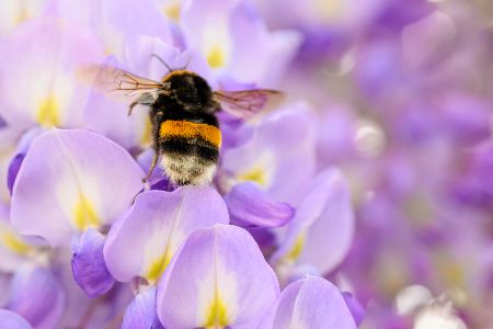 Hummel auf einer Blumenblüte