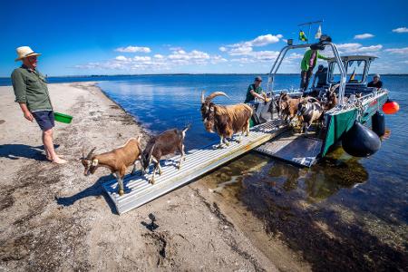 Auf dem Weg zum Job: 22 Ziegen des Vereins Dummersdorfer Ufer sollen in den nächsten Monaten die Vegetation auf der Vogelschutzinsel niedrig halten.