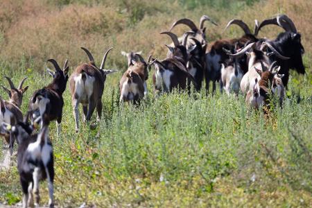 Viel zu tun für die 22 Ziegen auf der Insel Walfisch: Sie sollen die Vegetation abfressen und so gute Bedingungen für die Brutsaison der Seevögel im kommenden Jahr schaffen.