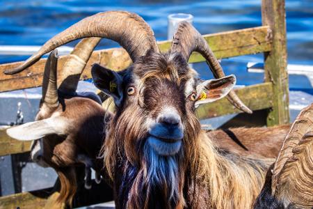Gute Stimmung an Bord: Den Ziegen scheint die Überfahrt vom Festland zur Vogelschutzinsel Walfisch nichts auszumachen.