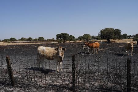 Auch Wild- und Weidetiere leiden stark unter den Waldbränden.