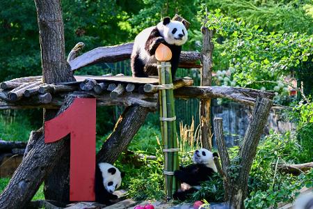 Gemeinsam mit Mama Meng Meng erkunden die Zwillinge das Gehege.