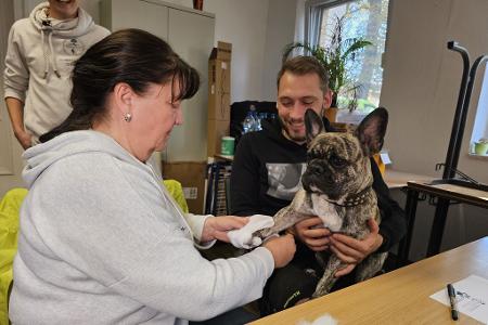 An der französischen Bulldogge 