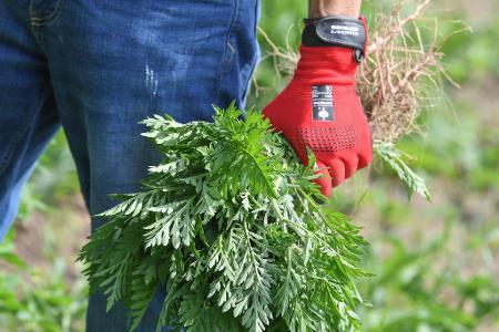 Wer die Ambrosia in seinem Garten entdeckt, sollte sie aus dem Weg schaffen. Handschuhe schützen dabei vor Hautreizungen.