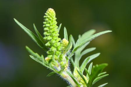 Die Pollen der Ambrosia sind besonders aggressiv. Schon vergleichsweise kleine Mengen in der Luft reichen aus, um eine allergische Reaktion auszulösen. 