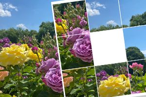 Schiebepuzzle: Rosengarten