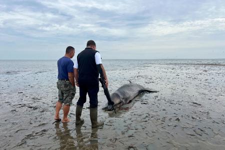 Ein Seehundjäger hat das Tier erschossen.