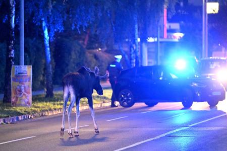 Der Elch hält Polizei und Medien auf Trab. 
