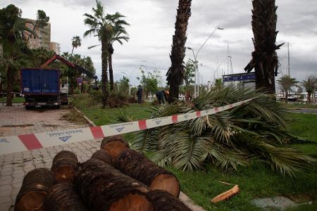 Umgestürzte Bäume liegen an der Strandpromenade von Palma.