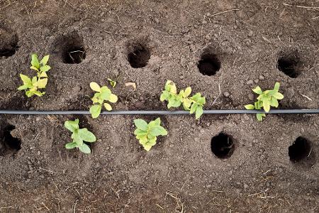 Nach der Aufzucht im Gewächshaus kommen die Teepflanzen in die Erde. 