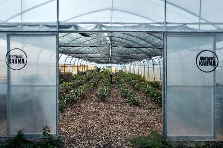 In Folientunneln können die Pflanzen geschützt wachsen.
