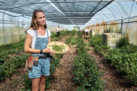 Bei der Ernte ist Handarbeit gefragt.