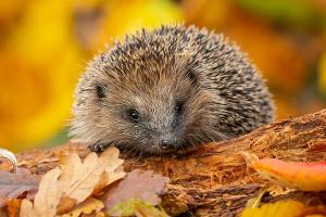 Igelhilfe: Was tun, wenn man kleine Igel im Garten findet?