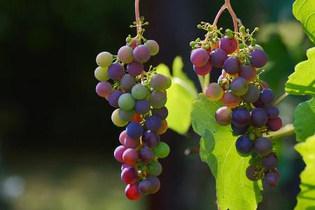 Vom Rheingau bis Bordeaux: Wein- und Genussreisen im Herbst