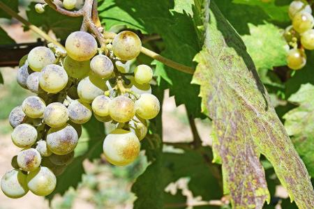 Echter Mehltau ist eine Pilzkrankheit, gegen die Backpulver helfen kann. (Archivbild) 