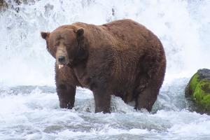 Wird er das Rennen machen?: Braunbär 32 mit Namen Chunk wiegt über 500 Kilogramm und hat eine auffällige Narbe auf der Schnauze. 
