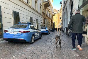 Südtirol will künftig von Hundehaltern eine Art Kurtaxe für ihre Vierbeiner verlangen. (Symbolbild)