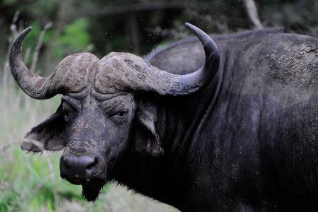 Dramatisches Ende eines Löwenangriffs: Dutzende Büffel in Panik trampeln sich in einem Fluss zu Tode. (Archivbild)