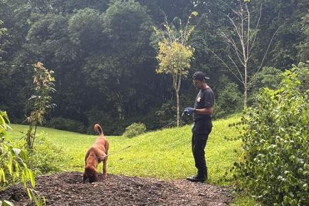 Die Ermittler entdeckten die Leichen mit Hilfe eines Spürhunds.