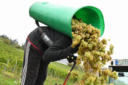 Von Baden bis zum Rheingau ist die Weinlese schon beendet.