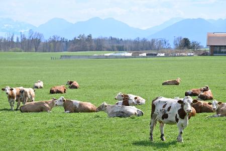Auch auf Bayerns Weiden werden Rinder seltener. Das 