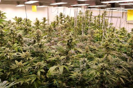 Der Marktanteil von Anbauvereinigungen ist laut Bericht bisher sehr gering. (Archivfoto).