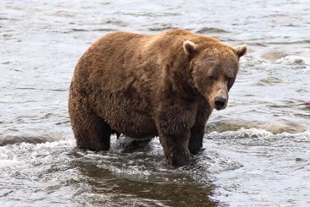 Braunbär Nr. 856 muss sich in der Endrunde mit dem zweiten Platz begnügen. (Handout) 