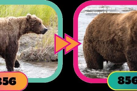 Auch Braunbär Nr. 856 hat ordentlich zugelegt.