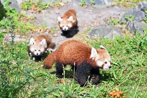 Die jungen Zwillinge folgen ihrer Mutter über das Gras.