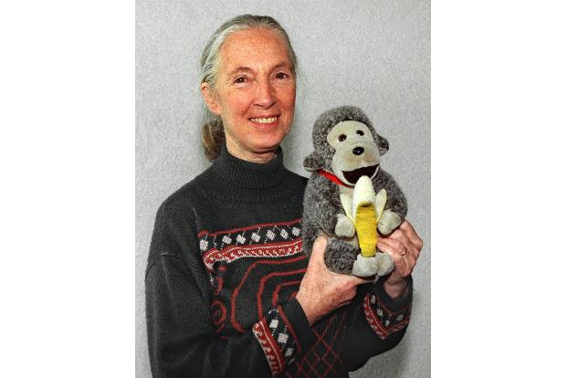 Jane Goodall brachte oft einen Affen mit. (Archivbild)
