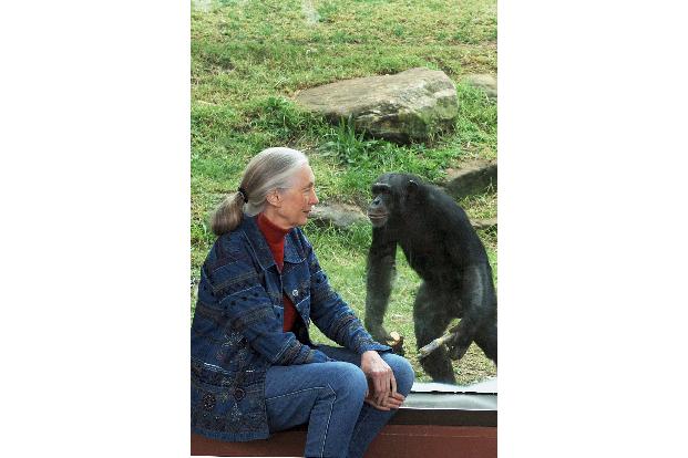 Die britische Ethnologin Jane Goodall traf sich mit Schimpansen im Taronga Zoo. (Archivbild)