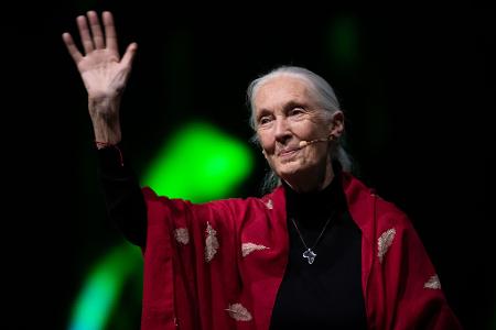 Der Tod der berühmten Schimpansenforscherin Jane Goodall hat weltweit Trauer ausgelöst. (Archivbild)