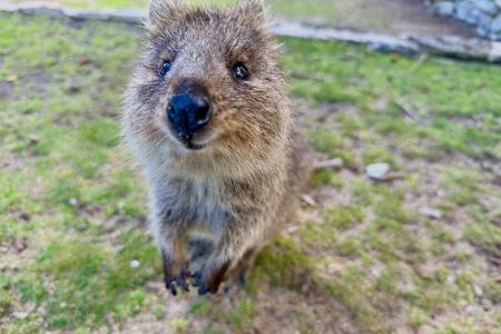 Mit ihrer süßen Mimik sind Quokkas zu Internet-Stars geworden.