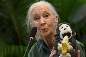 Trauer um Jane Goodall: "Eine Inspiration für Generationen von Frauen"