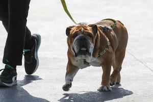 Hamilton: Roscoe war "das Wichtigste in meinem Leben"