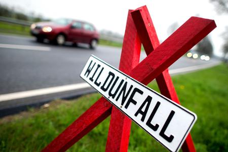 Der Jagdverband appelliert an Autofahrer, jeden Wildunfall zu melden. (Archivbild)