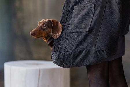 Die Haltung eines Hundes geht ins Geld. (Symbolbild)