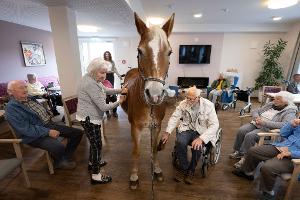 Geduldig lässt sich die Haflinger-Stute striegeln. 