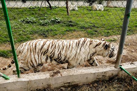 Nach Angaben der Behörden wiegte der entlaufene Tiger rund 130 Kilogramm. 