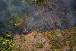 Flammen breiten sich in einem Amazonas-Gebiet aus. (Archivbild)